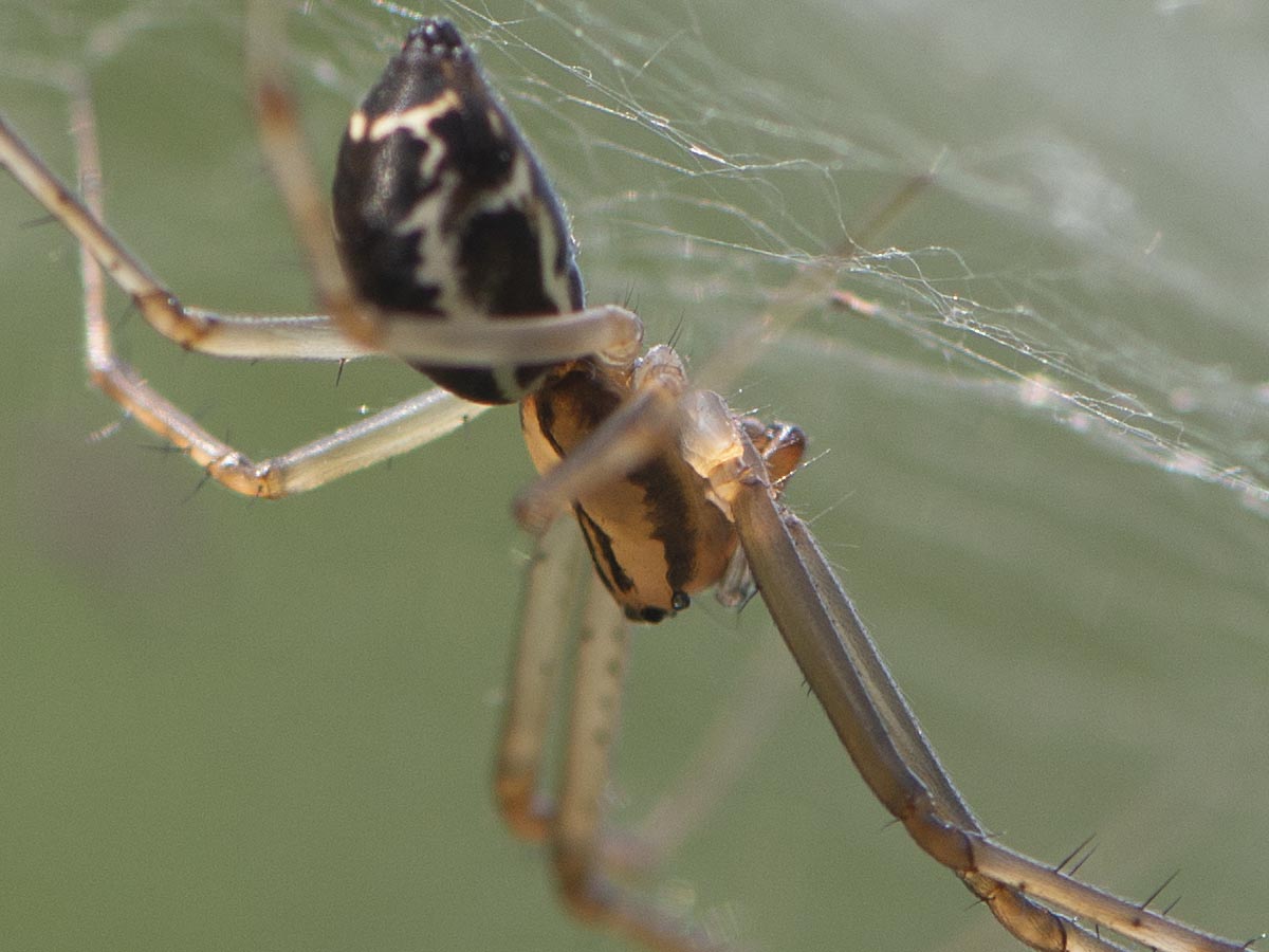 Prosoma